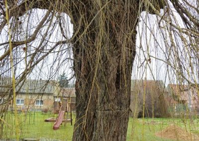 Kácení stromu Řisuty